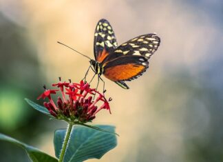 Jak zrobić antenę do radia z drutu?