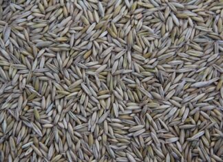 Gdzie jest produkowany Seat Arona?