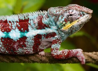 Co to jest konwerter typu Unicable?