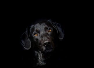 Ile pali hybryda forum? Ile pali hybryda forum?