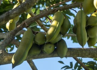 Kiedy Austral? Kiedy Austral?