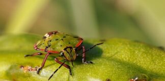 Ile kosztuje pluskwa GPS?