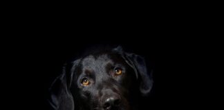 Co lepsze hybryda czy mild hybrid?